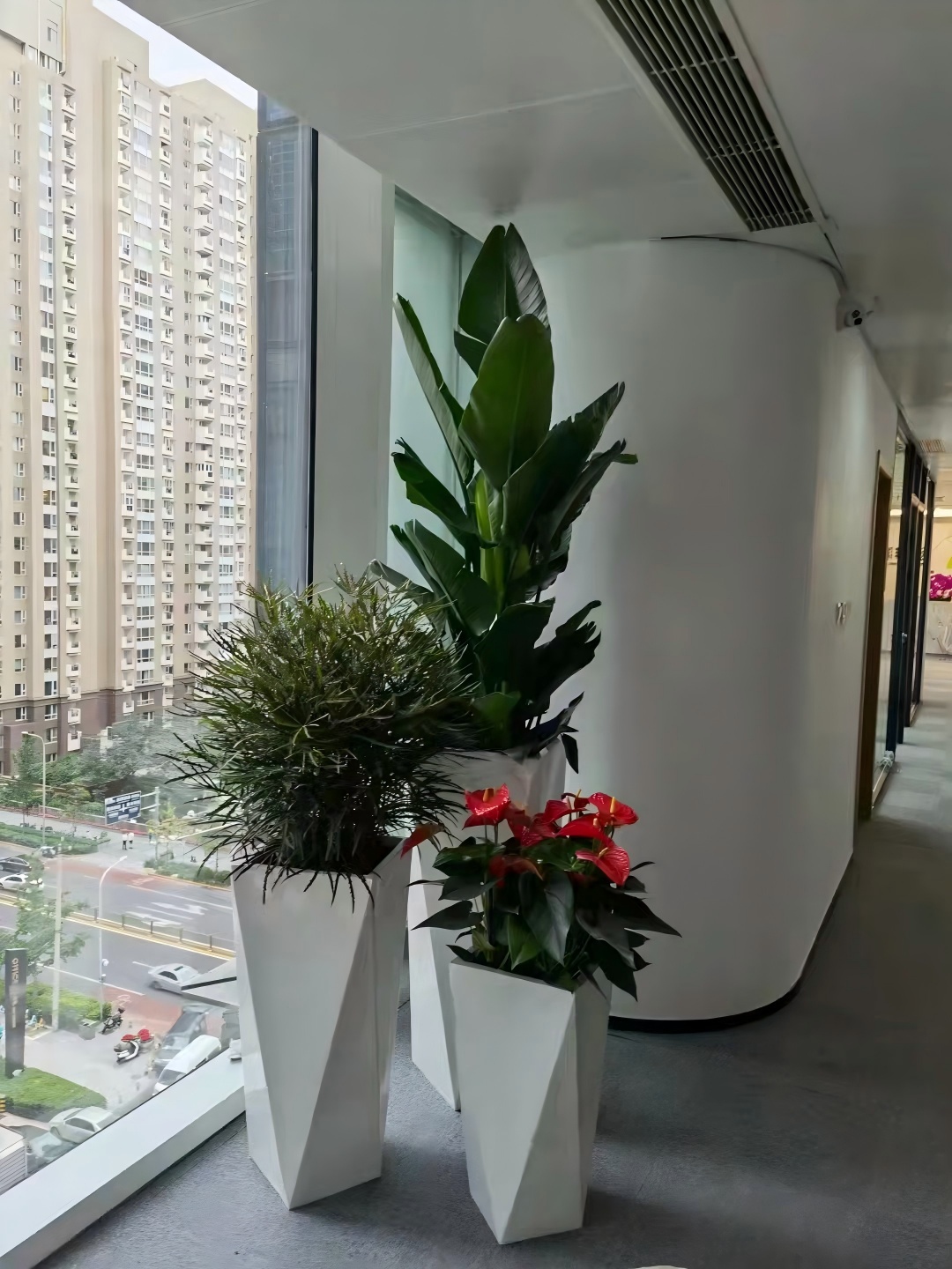 知春路花卉租擺知春路辦公室綠植租賃知春路租擺價格